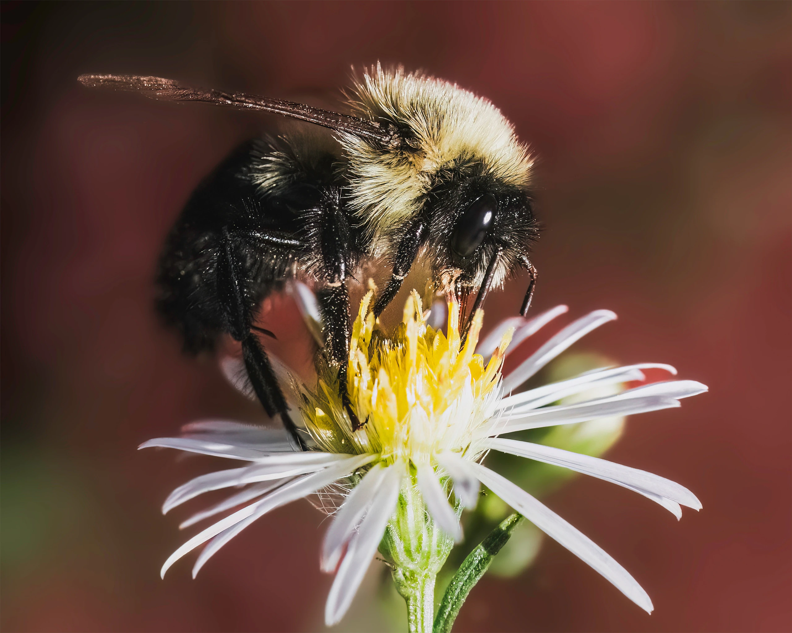 Bombus impatiens