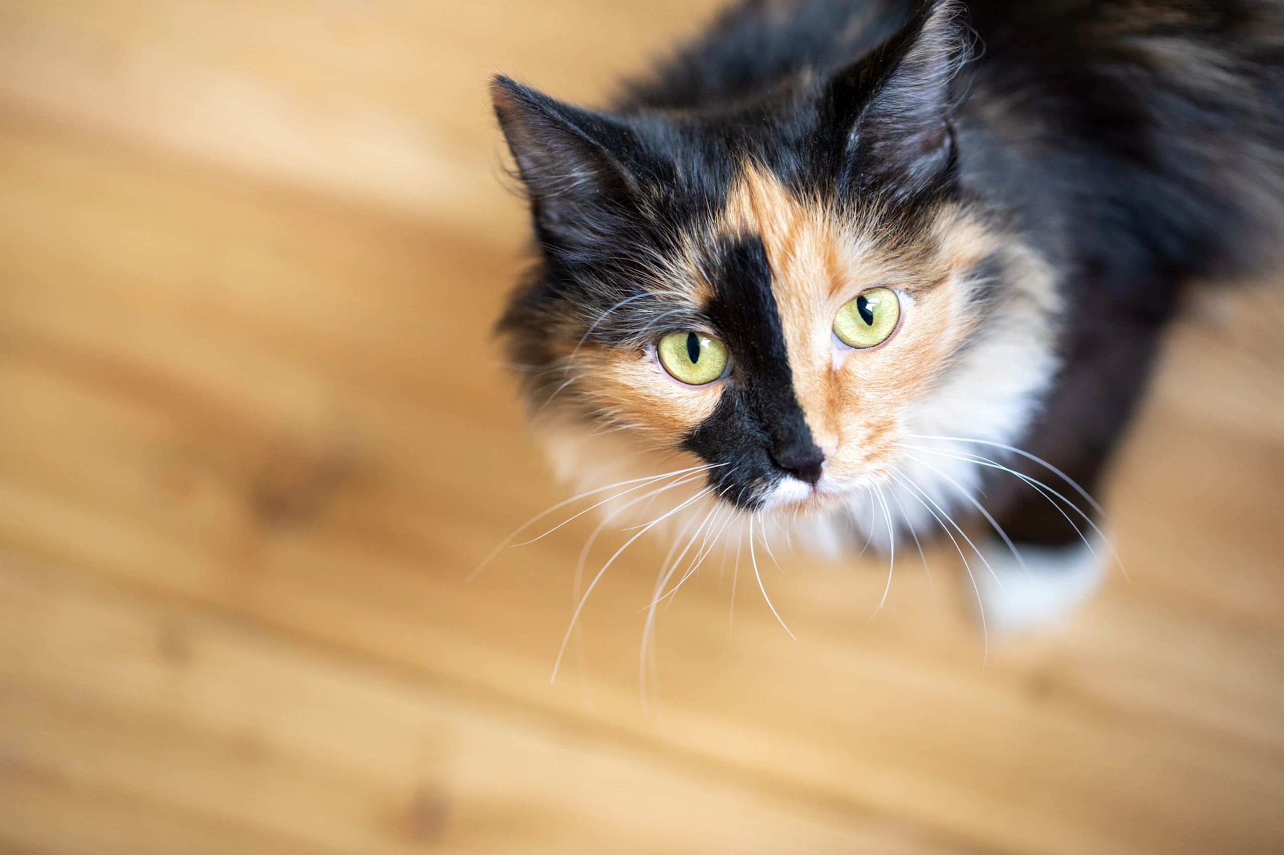 Katten3