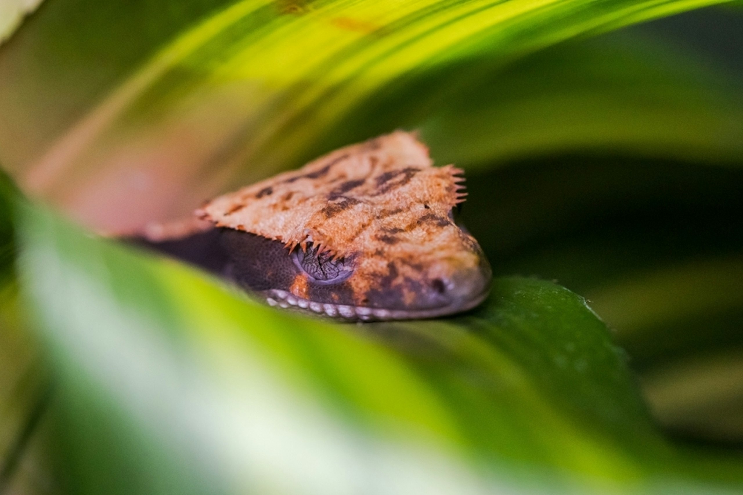 Shutterstock 2453754293