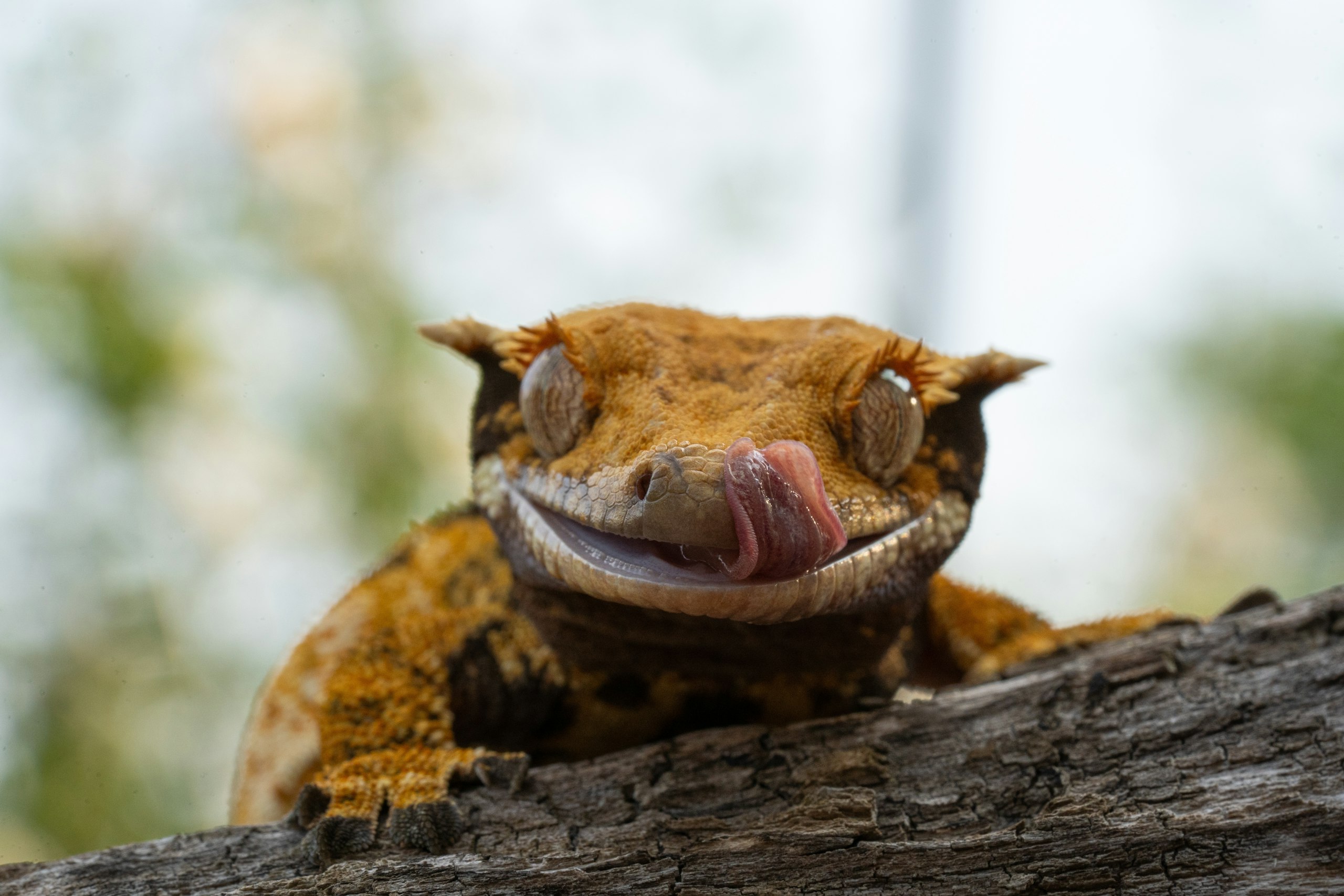 Shutterstock 2569819835